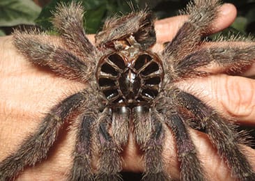 Peruvian Pinktoe Tarantula moult / exoskeleton with carapace flipped open