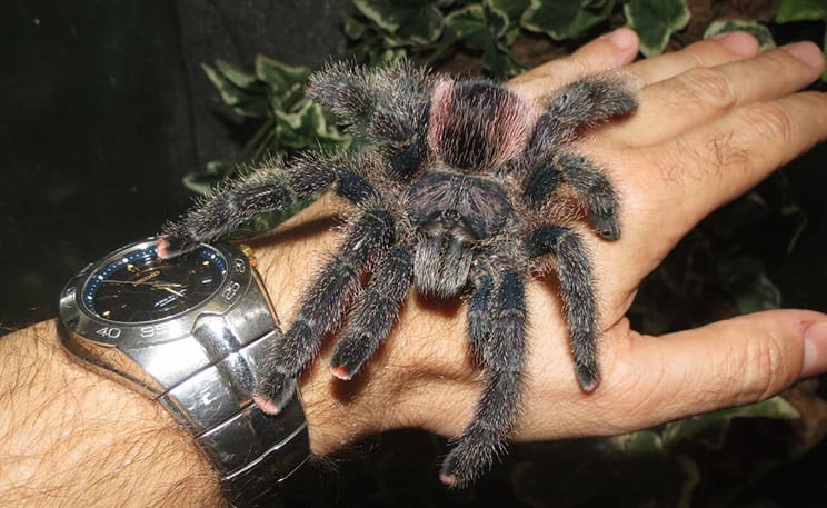 pink toe tarantula