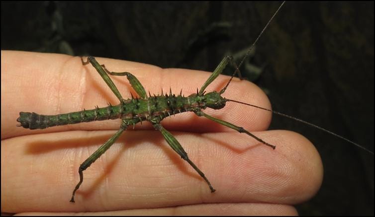 Much more slender male Spinohirasea bengalensis