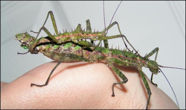 Male and female Spinohirasea bengalensis showing size difference