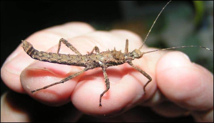 Older and more spiny Spinohirasea bengalensis nymph