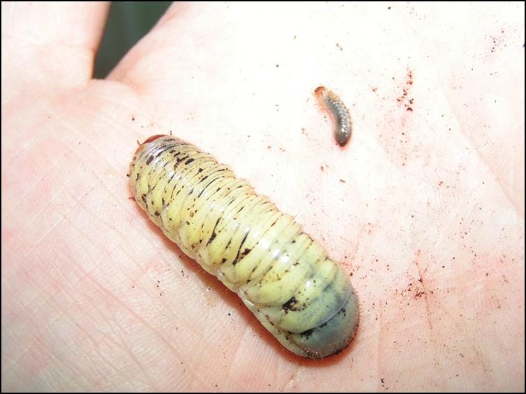 Sun beetle larva size difference