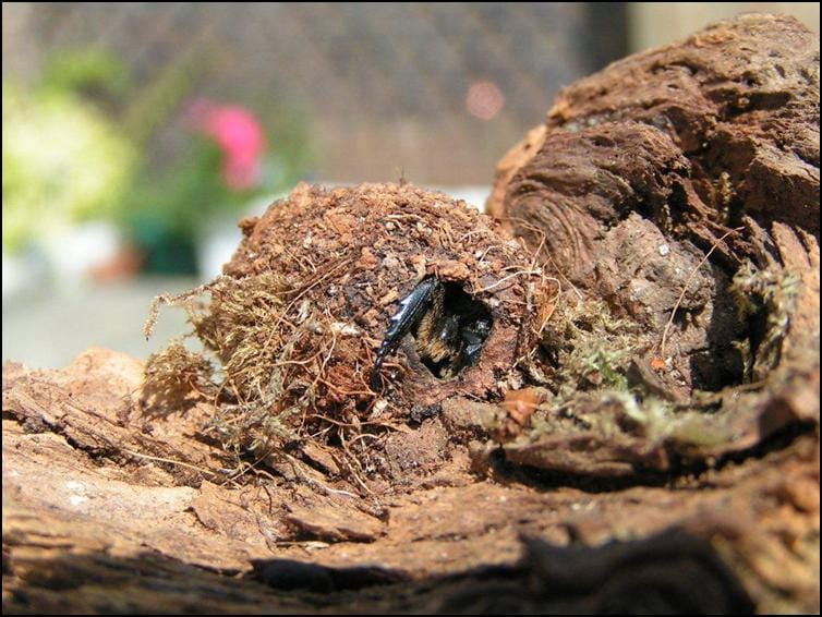 Sun Beetle emerging from larval stage