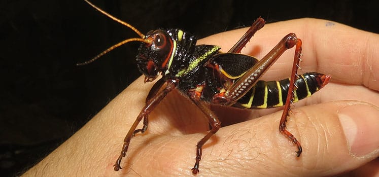 Tropidacris collaris after early moult