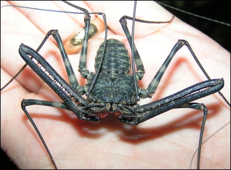 Tailless Whip Scorpion - Jonathan's Jungle Roadshow