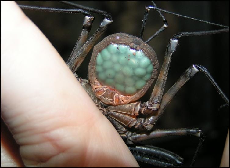 Tailless Whip Scorpion carrying eggs