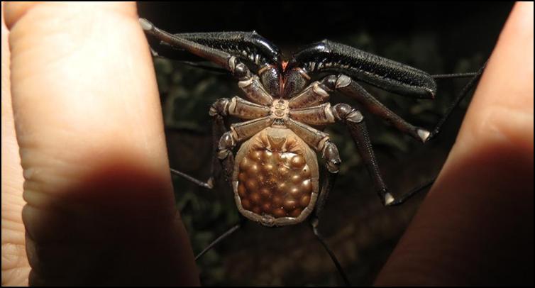 Tailless Whip Scorpion carrying eggs