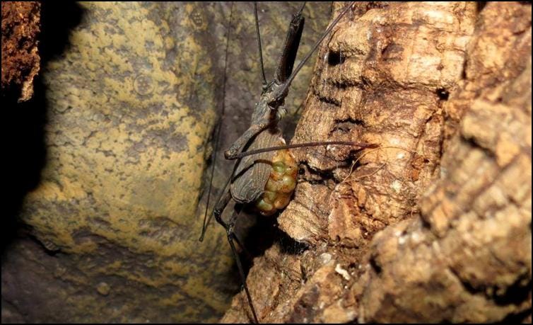 Tailless Whip Scorpions hatching