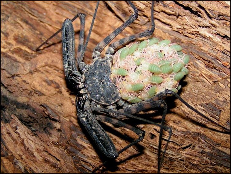 Tailless Whip Scorpion babies on their mother's back