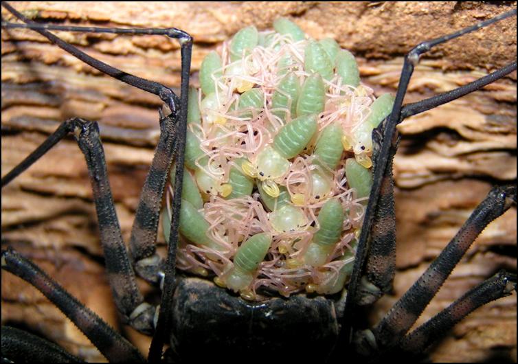 Tailless Whip Scorpion babies on their mother's back