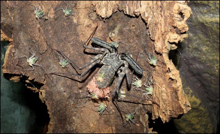 Tailless Whip Scorpions leaving their mother's back