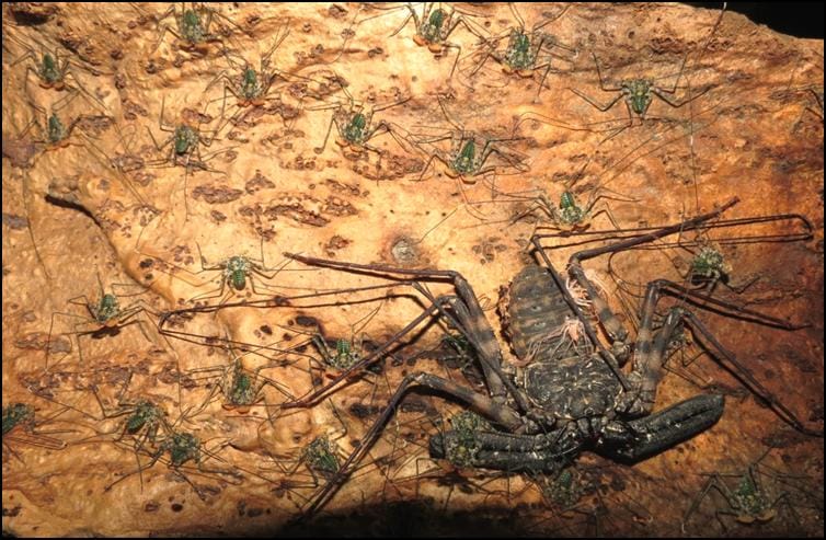 Tailless Whip Scorpions leaving their mother's back