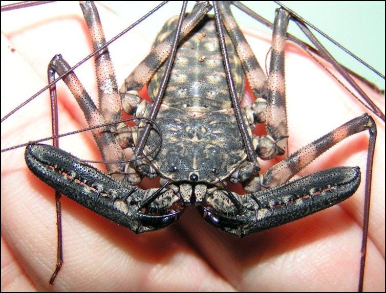 Tailless Whip Scorpion