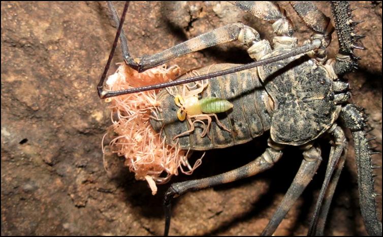 Tailless Whip Scorpion exuviae attached to their mother
