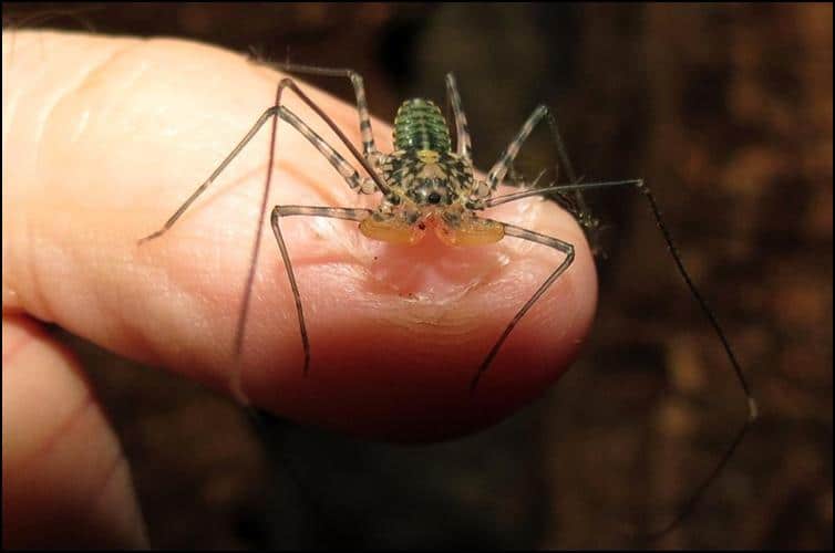 Juvenile Tailless Whip Scorpion