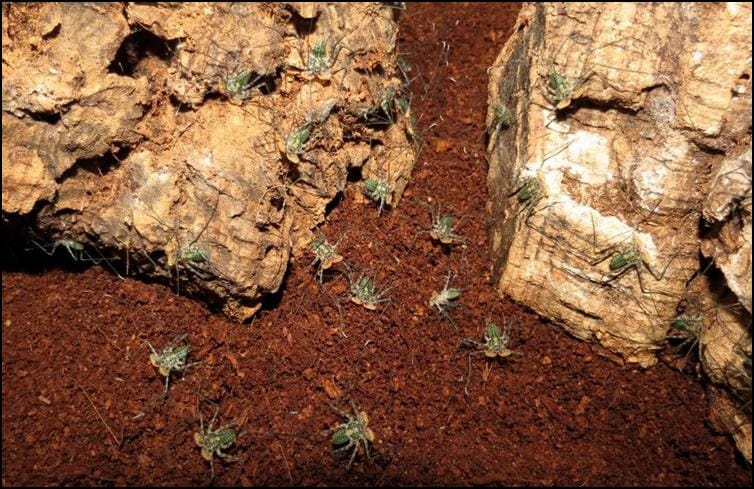 Lots of baby Tailless Whip Scorpions