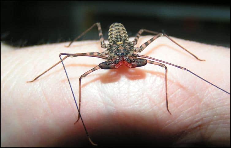 5 to 6 week old juvenile Tailless Whip Scorpions