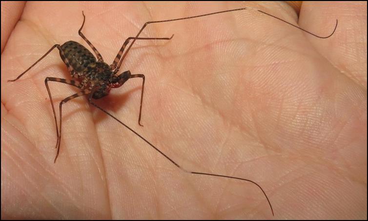 5 to 6 week old juvenile Tailless Whip Scorpions