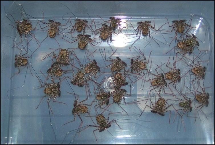 Three month old Tailless Whip Scorpions