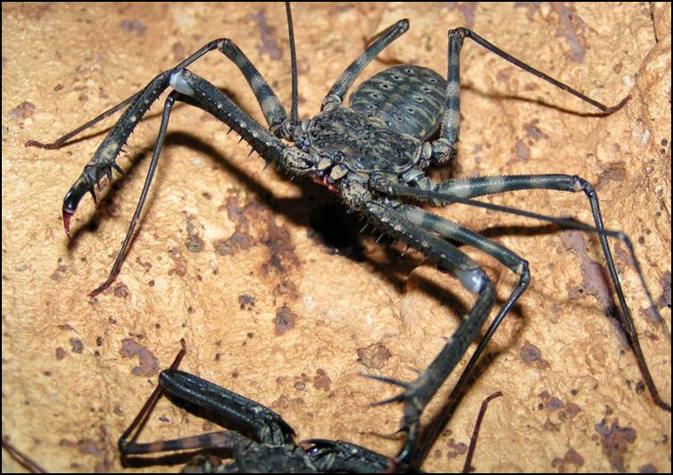 Tailless Whip Scorpion pincers / pedipalps