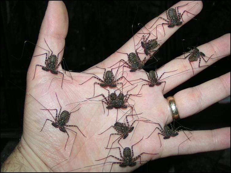 Three month old Tailless Whip Scorpions