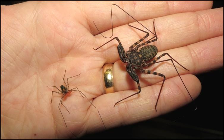 Newly hatched vs 5 month old Tailless Whip Scorpion