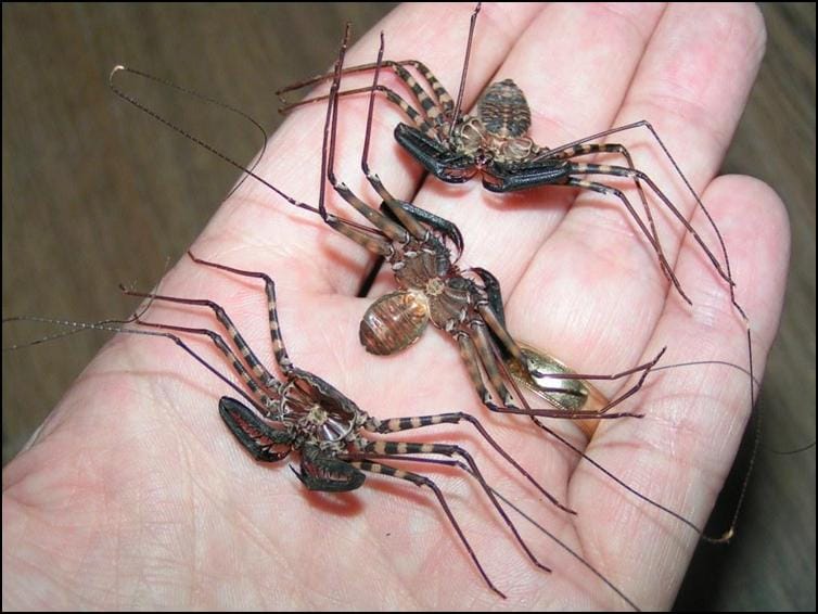 Exuviae of 6 month old Tailless Whip Scorpions