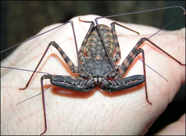 1 year old Tailless Whip Scorpion