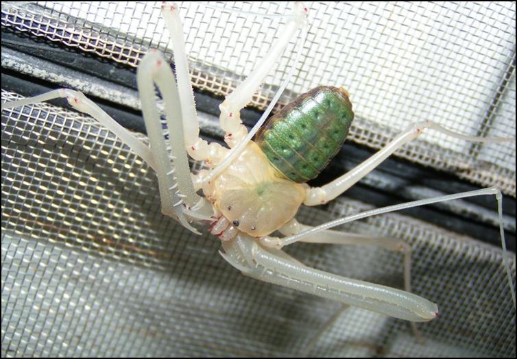 Tailless Whip Scorpion immediately after moulting