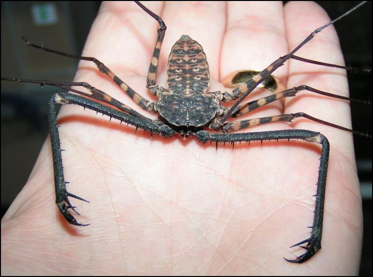 Tailless Whip Scorpion with pedipalps fully open