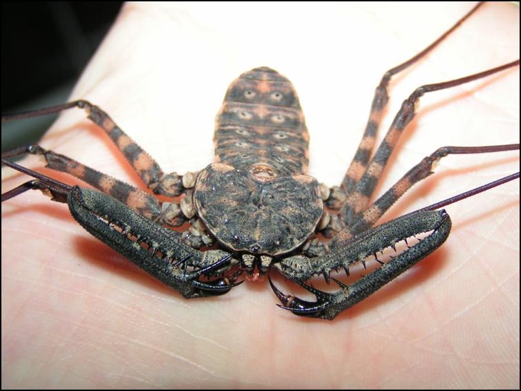 Tailless Whip Scorpion exuviae