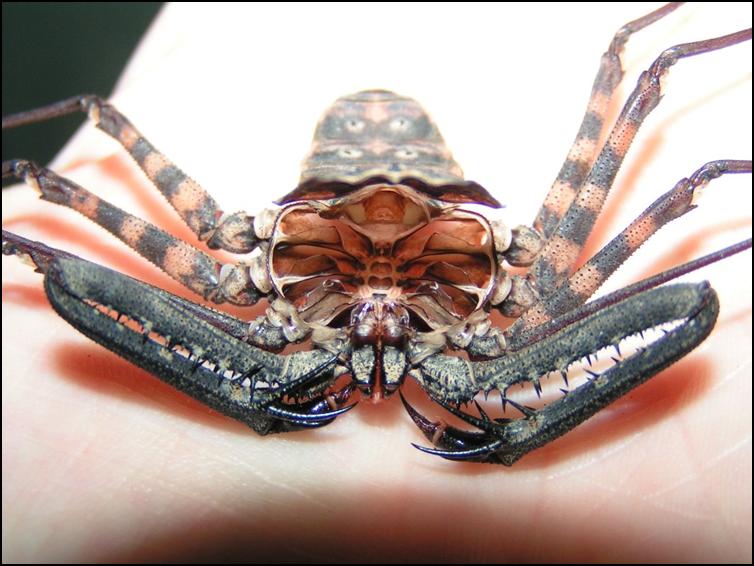 Tailless Whip Scorpion exuviae with carapace open