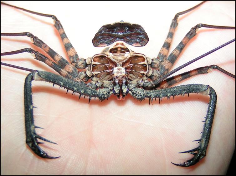 Tailless Whip Scorpion exuviae