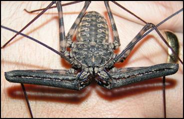 Male Tailless Whip Scorpion