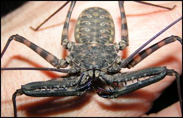 Female Tailless Whip Scorpion