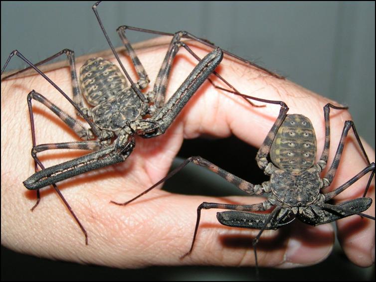 Male and Female Tailless Whip Scorpions