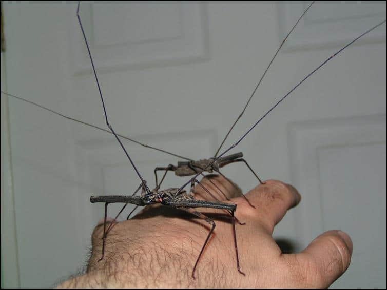 Long Tailless Whip Scorpion legs