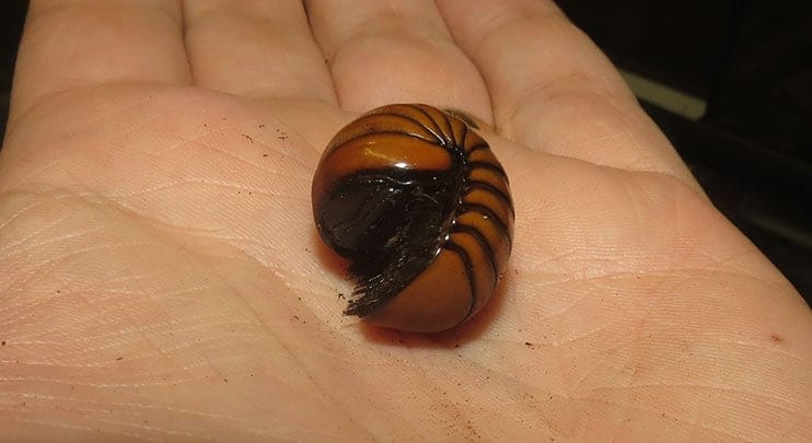 Tanzanian Pill Millipede