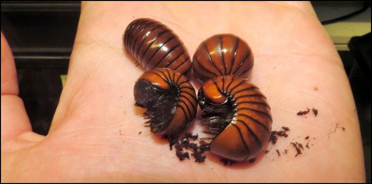 Tanzanian Pill Millipedes