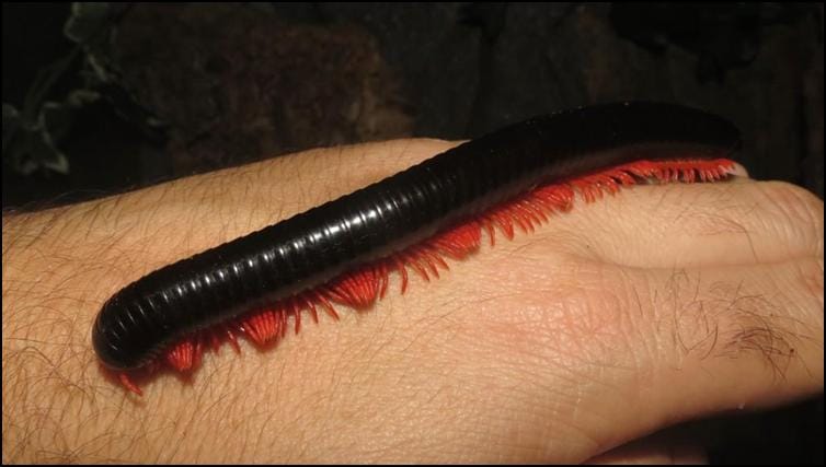 tanzanianredleggedmillipede2.jpg