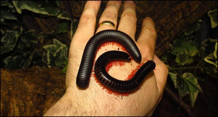 Male and female Tanzanian Red Legged Millipedes