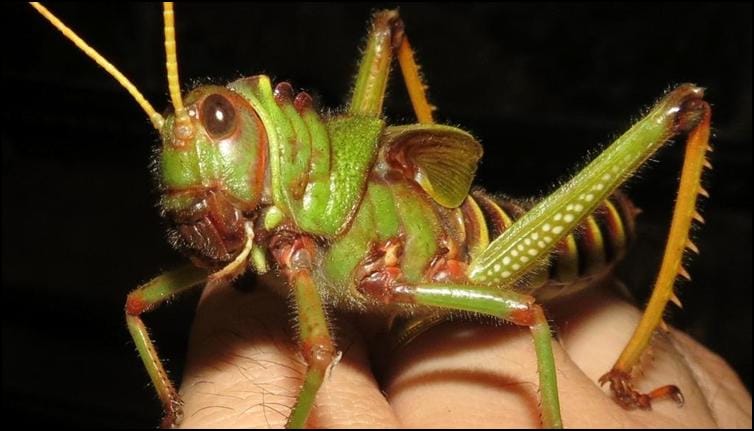 Subadult moulting to adult stage colour changes