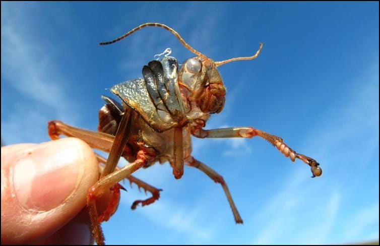 Final moulted exoskeleton of Tropidacris collaris