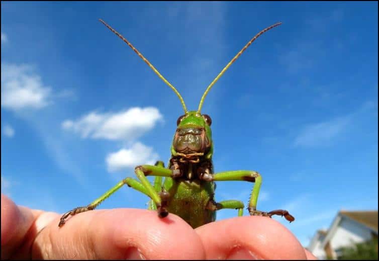 Adult Tropidacris collaris