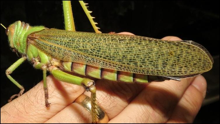 Tropidacris collaris wings