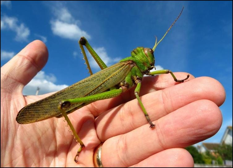 Tropidacris collaris