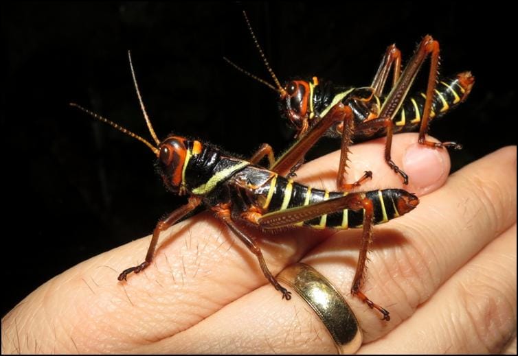 Tropidacris collaris after early moult