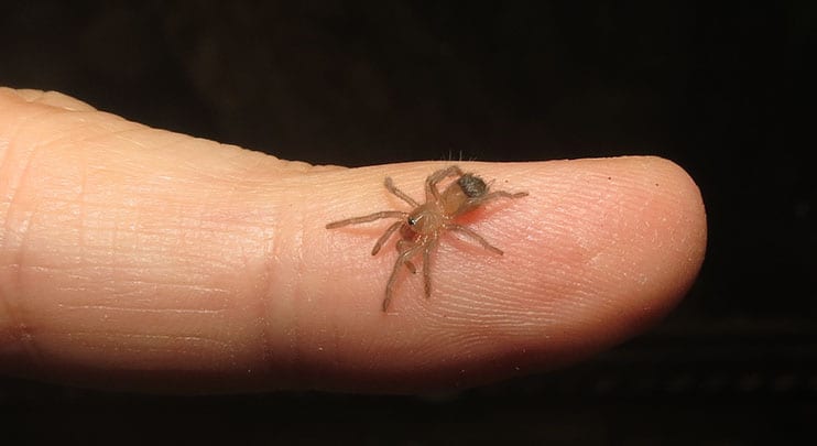 Honduran Curly Hair Tarantula baby / spiderling