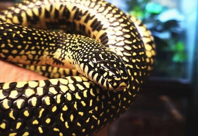 Speckled king snake