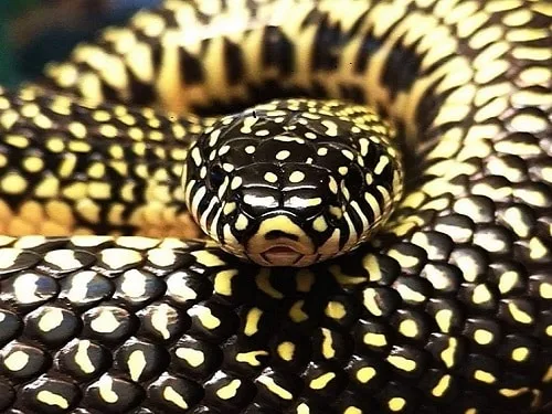 Speckled king snake